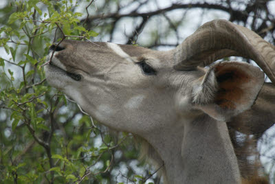 Kudu browsing the bush