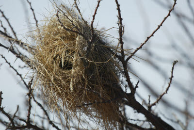 Example of a weaver nest