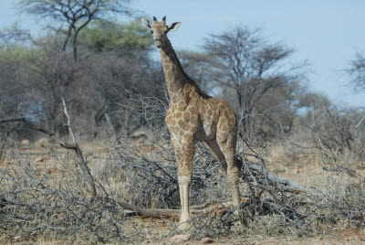 Giraffe at Mt. Etjo