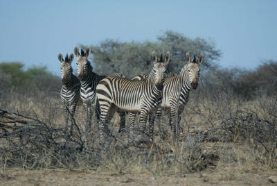 Zebra at Mt. Etjo