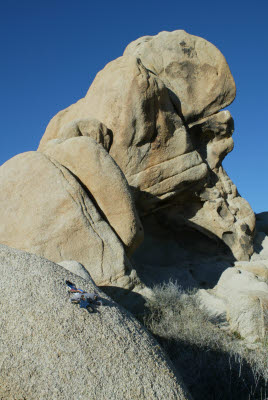 Anteater on a rock formation in Joshua Tree National Park