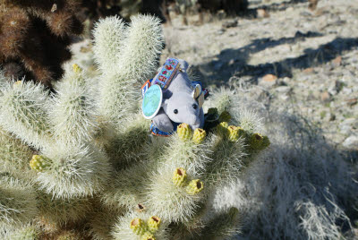 Anteater on a Cholla