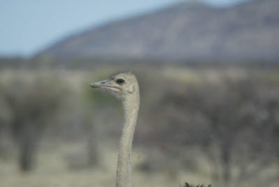 Ostrich closeup