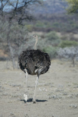 Ostrich keeps an eye on us at it walks away