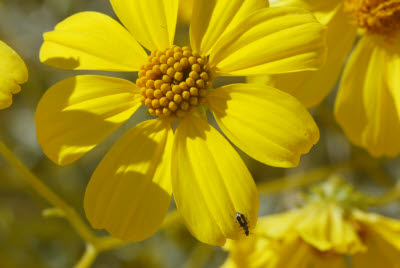 Bug on Desert Wildflowers
